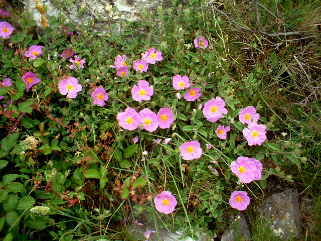 Cistus creticus subsp. erocephalus (=Cistus incanus) / Cisto rosso